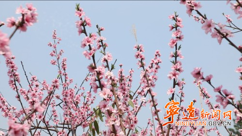 宁远仁和镇：桃花竞相绽放 灿若云霞迎客来1_副本500.jpg