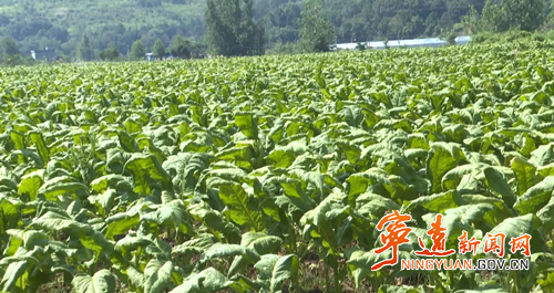 宁远冷水镇:烤烟喜获丰收 “黄金叶”铺就致富路3_副本500.png 宁远冷水镇:烤烟喜获丰收 “黄金叶”铺就致富路3_副本500.png