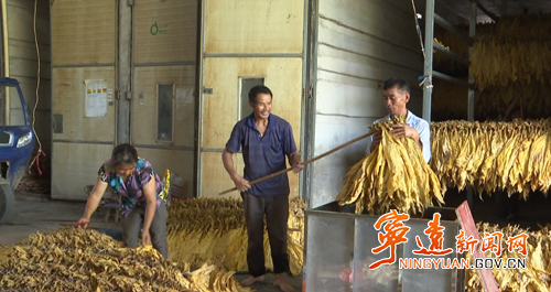 宁远冷水镇:烤烟喜获丰收 “黄金叶”铺就致富路_副本500.png 宁远冷水镇:烤烟喜获丰收 “黄金叶”铺就致富路_副本500.png