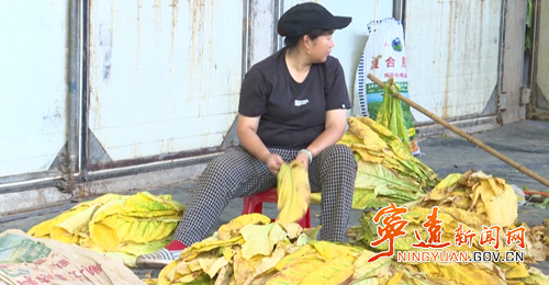宁远冷水镇:烤烟喜获丰收 “黄金叶”铺就致富路2_副本500.png 宁远冷水镇:烤烟喜获丰收 “黄金叶”铺就致富路2_副本500.png