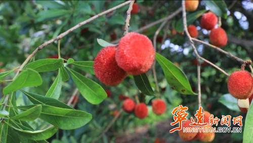 宁远中和镇:7000多亩杨梅丰收1_副本500.jpg 宁远中和镇:7000多亩杨梅丰收1_副本500.jpg