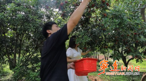 宁远中和镇:7000多亩杨梅丰收2_副本500.jpg 宁远中和镇:7000多亩杨梅丰收2_副本500.jpg