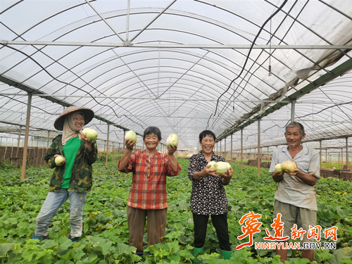 宁远保安镇:“闲置棚”内瓜果飘香_副本500.jpg 宁远保安镇:“闲置棚”内瓜果飘香_副本500.jpg
