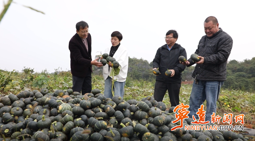 宁远:油茶树下结出致富金瓜2_副本500.png 宁远:油茶树下结出致富金瓜2_副本500.png