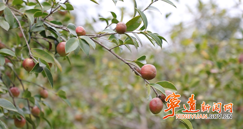 宁远鲤溪镇:油茶丰收采摘忙2_副本500.png 宁远鲤溪镇:油茶丰收采摘忙2_副本500.png