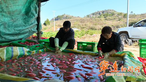 宁远:红皮萝卜喜获丰收 特色产业助农增收2_副本500.png 宁远:红皮萝卜喜获丰收 特色产业助农增收2_副本500.png