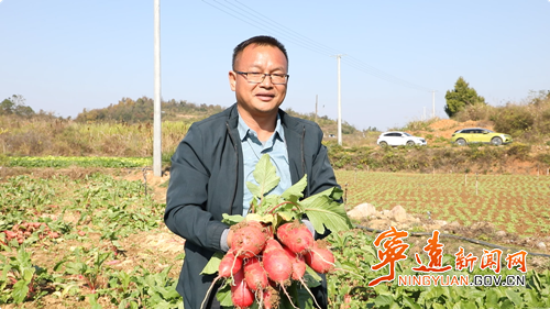 宁远:红皮萝卜喜获丰收 特色产业助农增收_副本500.png 宁远:红皮萝卜喜获丰收 特色产业助农增收_副本500.png