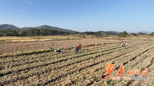 宁远天堂镇:油菜移栽忙 “冬闲田”变“增收田”_副本500.jpg 宁远天堂镇:油菜移栽忙 “冬闲田”变“增收田”_副本500.jpg