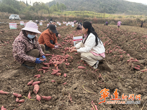 科技特派员“把脉问诊” 宁远红薯喜获丰收_副本500.jpg 科技特派员“把脉问诊” 宁远红薯喜获丰收_副本500.jpg