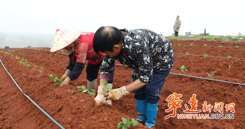 【永冲锋·拼经济·促发展】宁远：富硒葛根栽种忙 规模兴农促振兴2_副本500.png