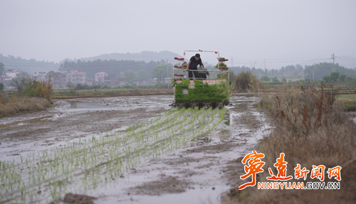 宁远县冷水镇：早稻插秧忙 机械赋能保丰收2_副本500.png