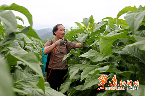 【永冲锋·拼经济·促发展】宁远:打顶抹荪 助力烤烟丰产丰收2_副本500.jpg 【永冲锋·拼经济·促发展】宁远:打顶抹荪 助力烤烟丰产丰收2_副本500.jpg