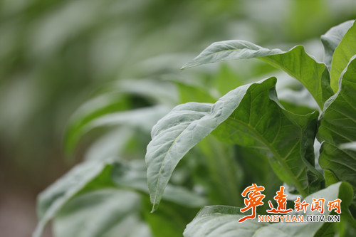 【永冲锋·拼经济·促发展】宁远:施肥强管理 守护烟叶好长势3_副本500.jpg 【永冲锋·拼经济·促发展】宁远:施肥强管理 守护烟叶好长势3_副本500.jpg