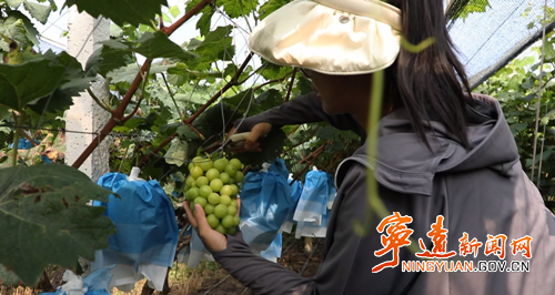 【永冲锋·拼经济·促发展】宁远：阳光玫瑰喜丰收 休闲采摘助增收_副本500.png