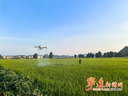 【永冲锋·拼经济·促发展】宁远：虫口夺粮确保晚稻丰收3_副本500.jpg