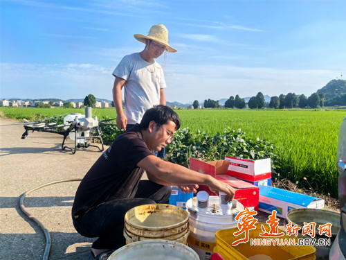 【永冲锋·拼经济·促发展】宁远：虫口夺粮确保晚稻丰收_副本500.jpg