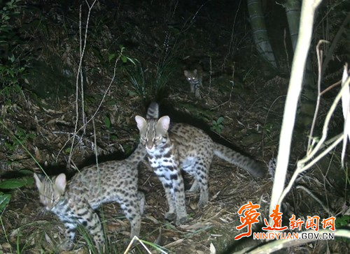 宁远:九嶷山首次拍摄到豹猫_副本500.jpg 宁远:九嶷山首次拍摄到豹猫_副本500.jpg
