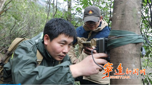 宁远:九嶷山首次拍摄到豹猫2_副本500.jpg 宁远:九嶷山首次拍摄到豹猫2_副本500.jpg