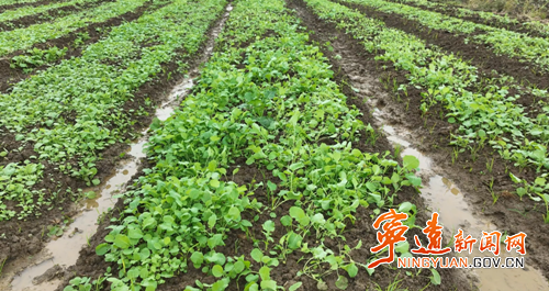 宁远:油菜移栽正当时 农技服务稳产增收2_副本500.png 宁远:油菜移栽正当时 农技服务稳产增收2_副本500.png