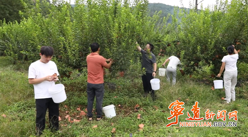 【永冲锋·拼经济·促发展】宁远黄金奈李迎丰收 产销两旺助增收_副本500.png