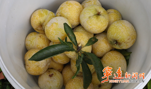 【永冲锋·拼经济·促发展】宁远黄金奈李迎丰收 产销两旺助增收2_副本500.png