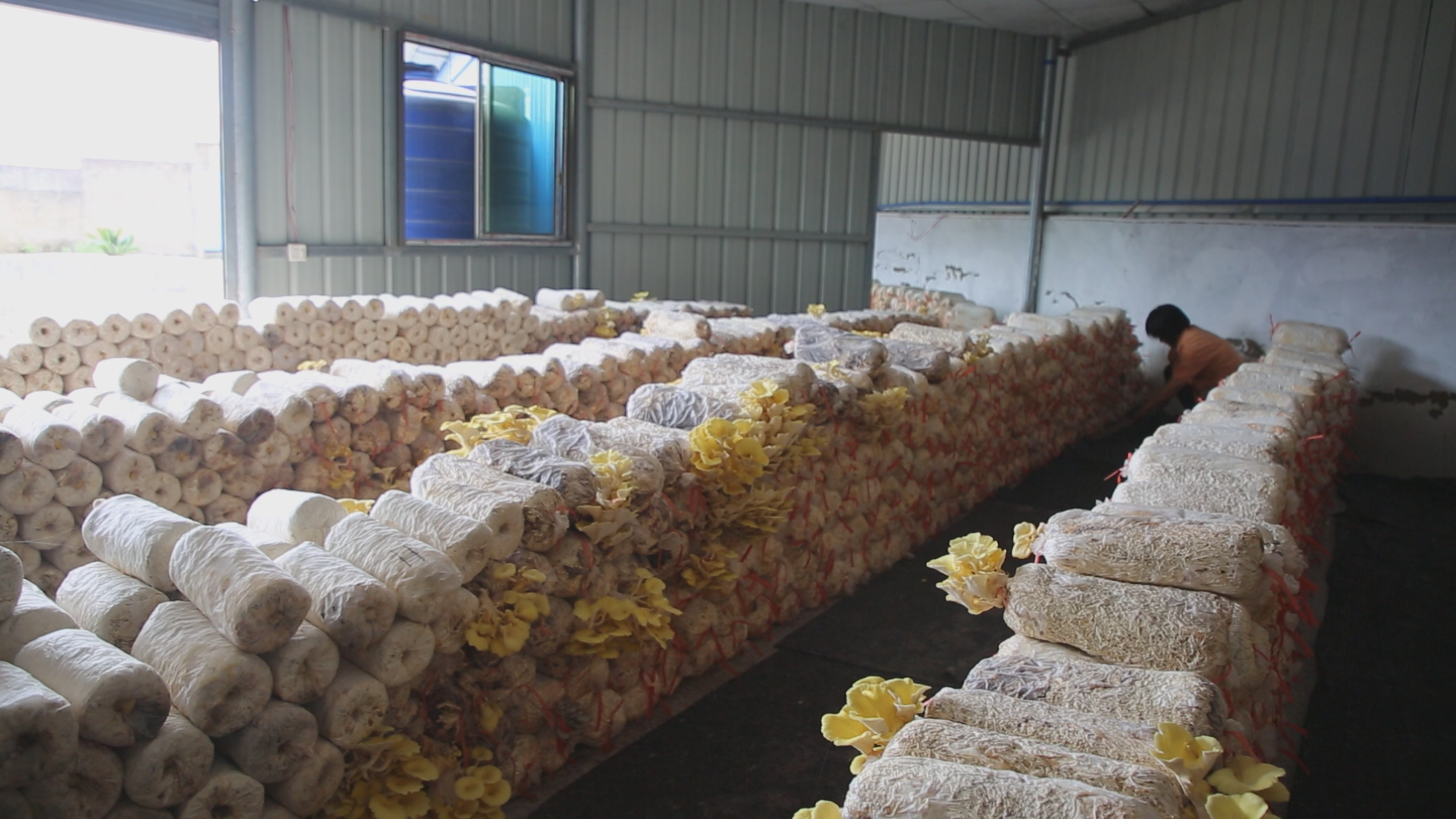 彩菇-1.bmp 彩菇-1.bmp