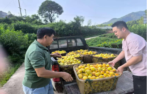 双牌塘底乡:瑶村黄桃丰收 甜蜜硕果助力乡村振兴286.png