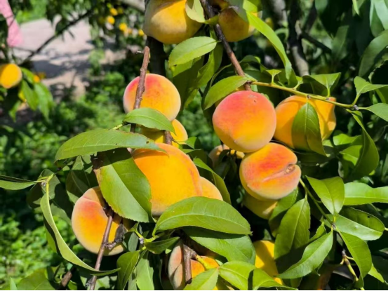 双牌塘底乡:瑶村黄桃丰收 甜蜜硕果助力乡村振兴133.png