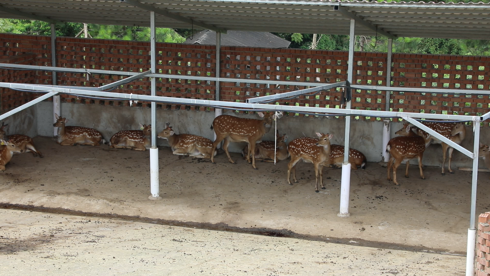 梅花鹿.png 梅花鹿.png