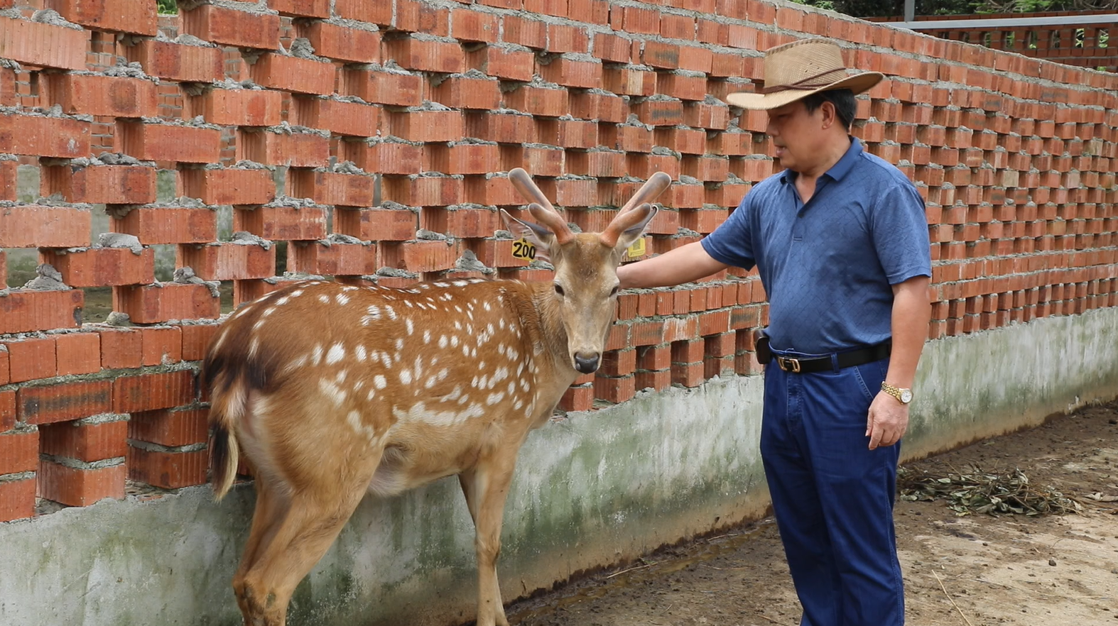 梅花鹿2.png 梅花鹿2.png