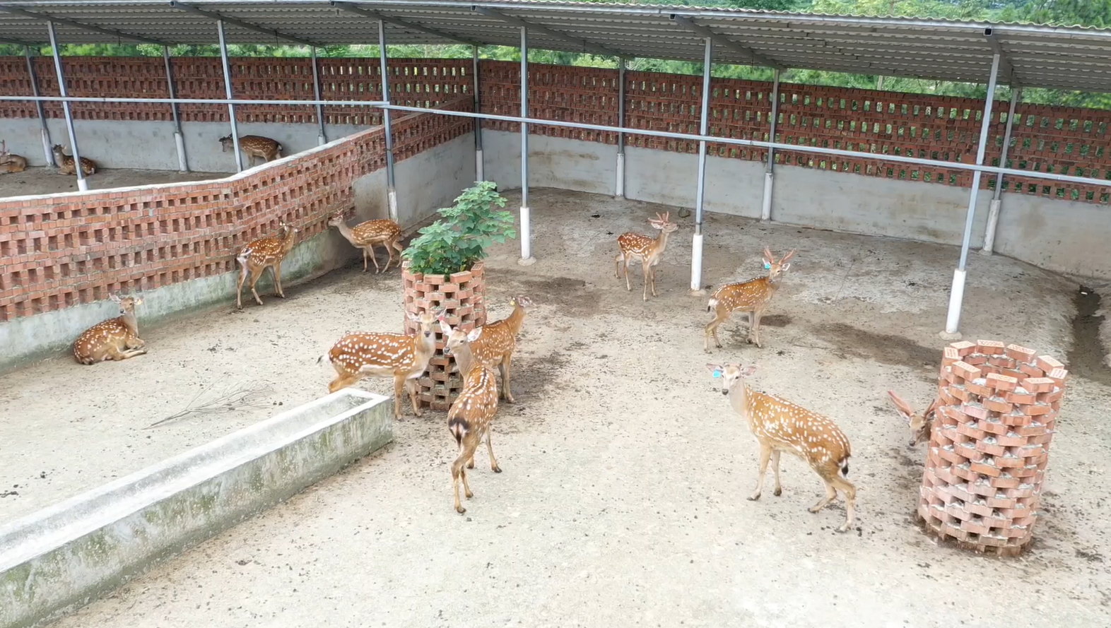 梅花鹿6.png 梅花鹿6.png