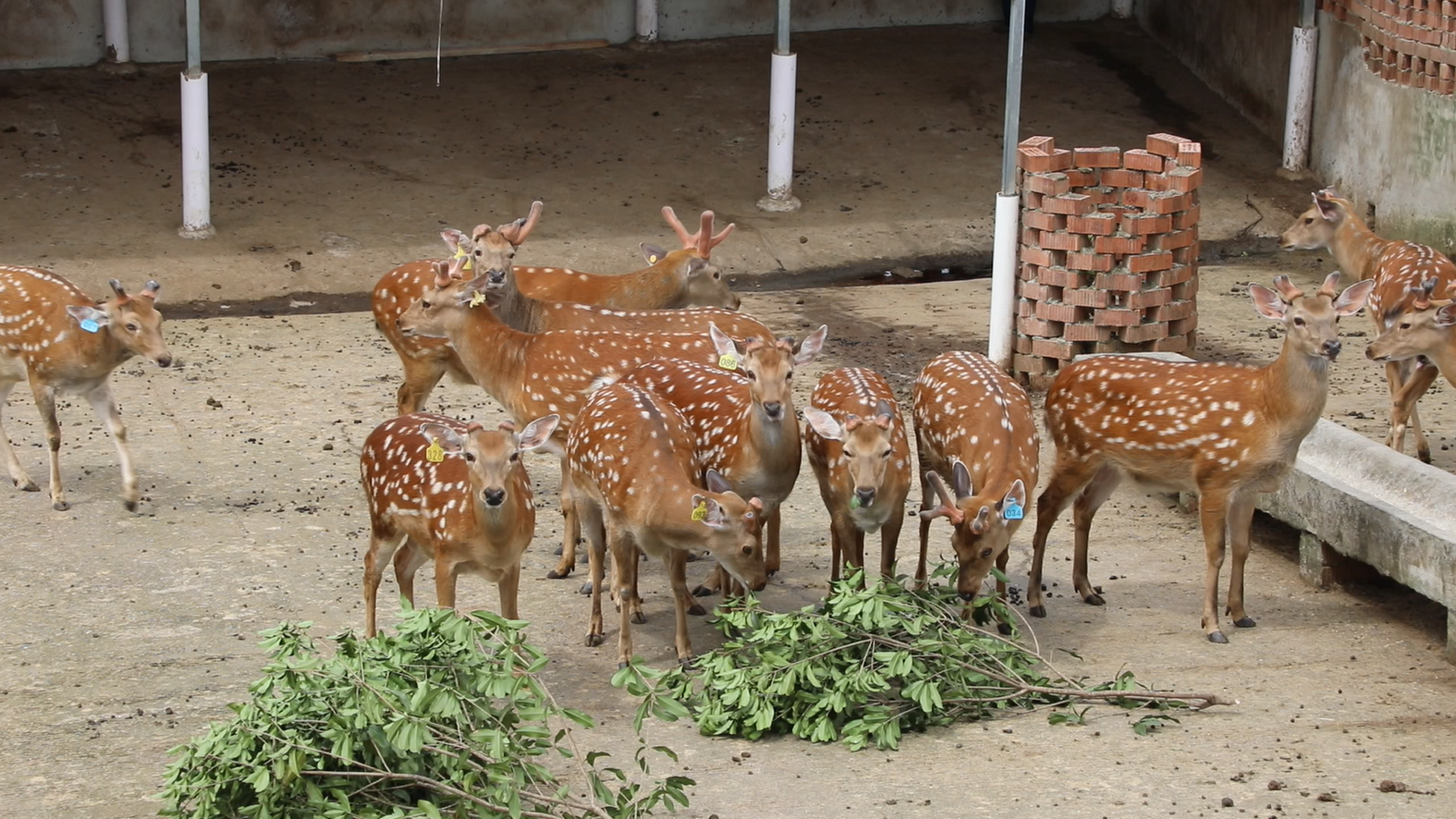 梅花鹿1.png 梅花鹿1.png