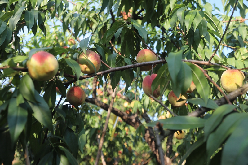 KR8A4444.JPG KR8A4444.JPG