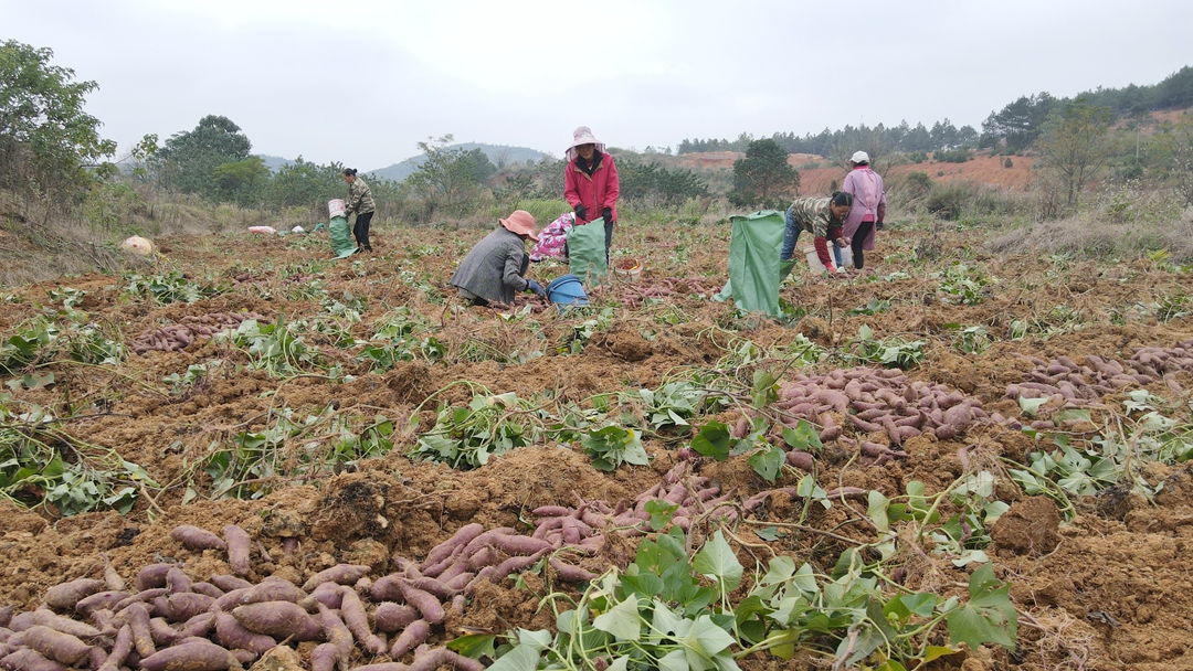 DJI_0072.JPG DJI_0072.JPG