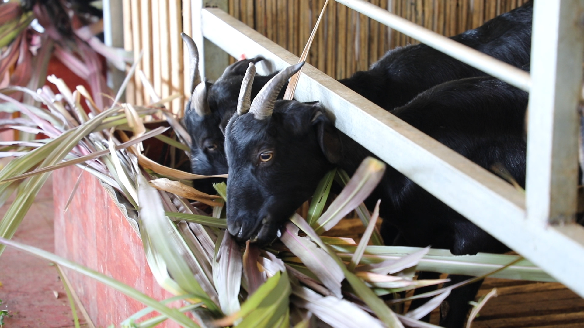 12月18日.jpg 12月18日.jpg