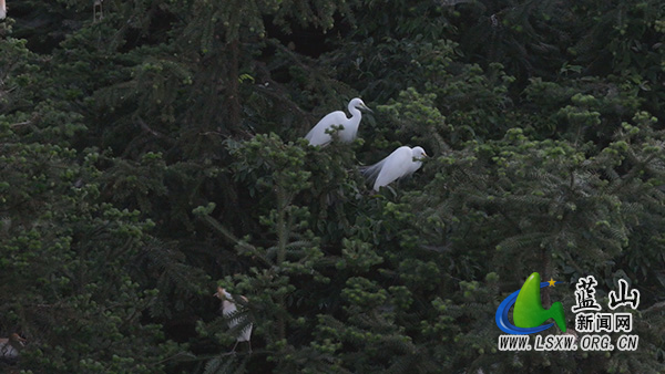 美丽蓝山：鹭鸟归巢 绘就乡村生态画卷2.jpg